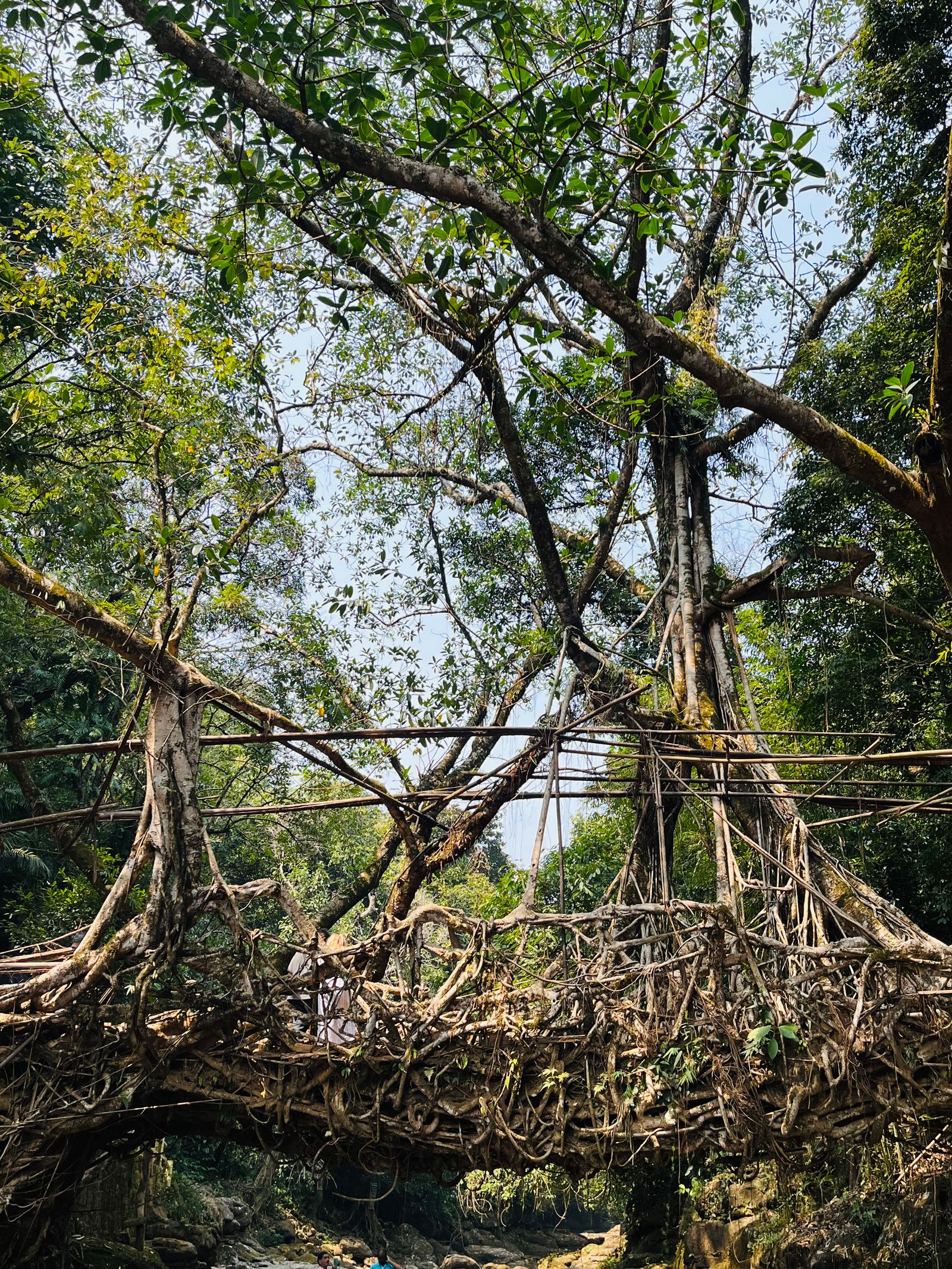 Cầu rễ sống của người Khasi ở Meghalaya, Ấn Độ — mạng rễ cây đa đan thành mặt cầu bắc qua suối